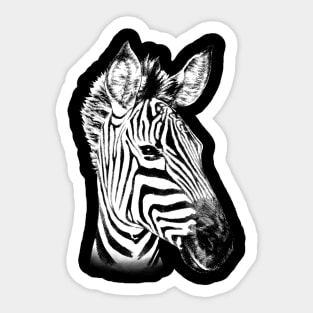 Zebra Animal Portrait Sticker